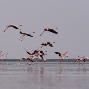 Nalbana Bird Sanctuary Boat Booking